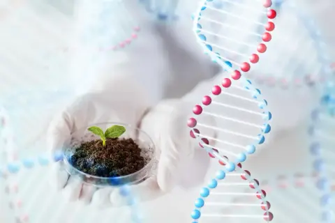 Ręce w rękawiczkach trzymają szalkę Petriego z młodą rośliną. W tle widoczne są spiralne struktury DNA, symbolizujące pracę w dziedzinie biotechnologii.