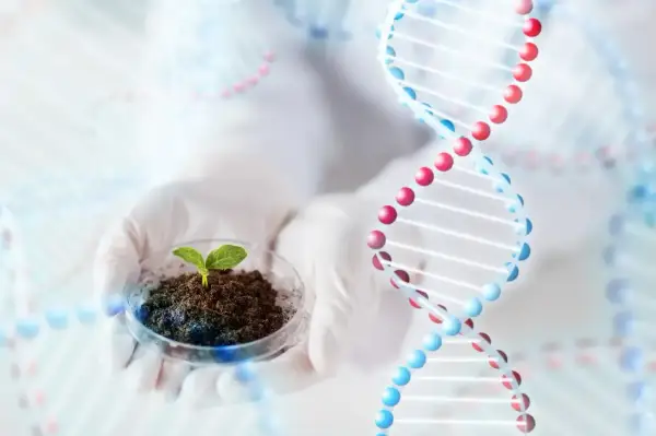 Ręce w rękawiczkach trzymają szalkę Petriego z młodą rośliną. W tle widoczne są spiralne struktury DNA, symbolizujące pracę w dziedzinie biotechnologii.
